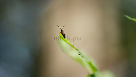 Macro Insect on a Vibrant Green Leaf: Close-Up of Nature's Tiny Details with Soft Focus and Zoom