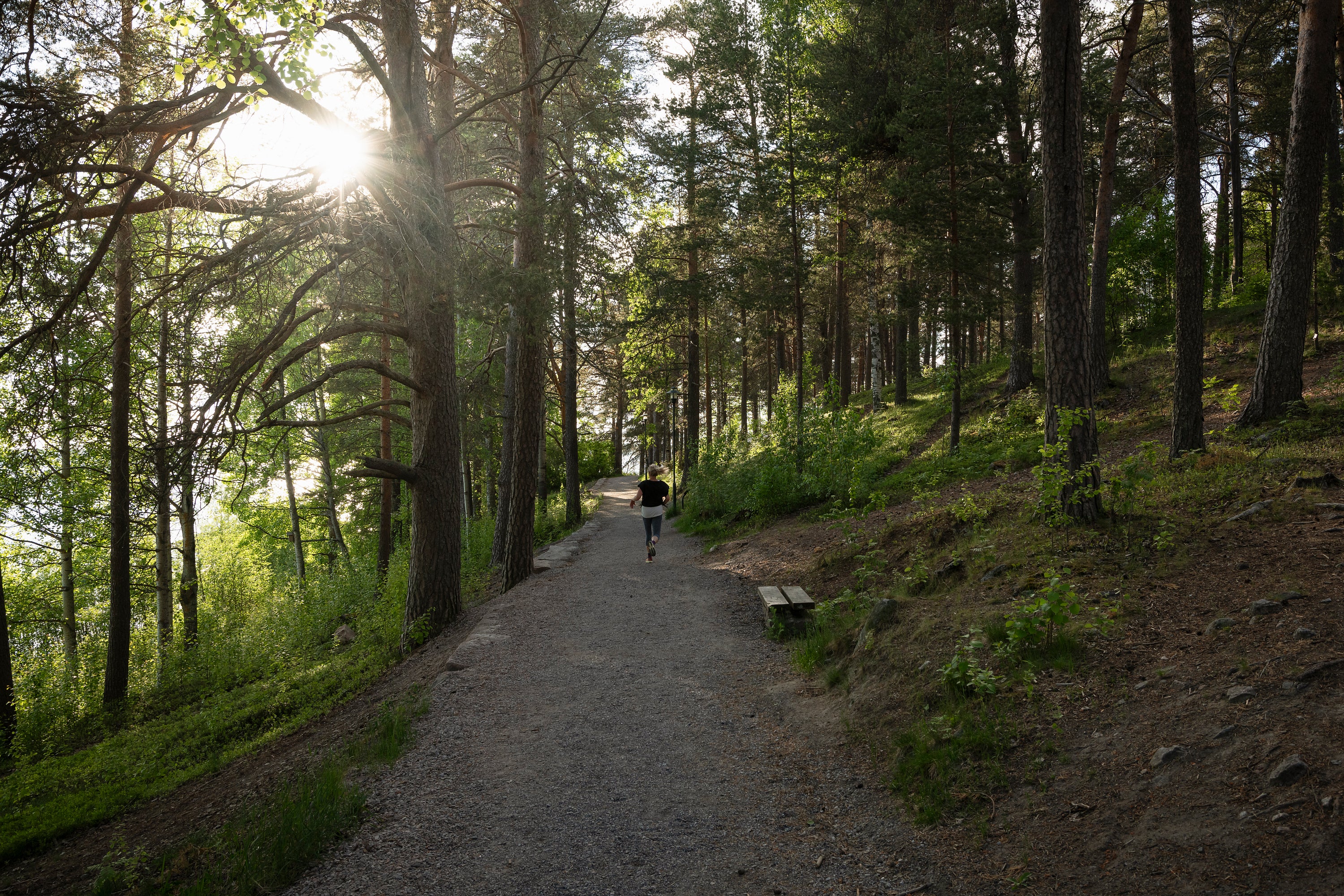 Runner on forest trail in summer evening