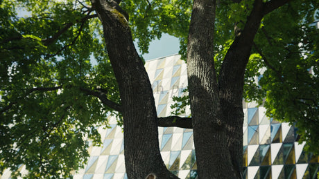 Modern Architecture Building with Triangular Glass Facade Behind a Tree in the City