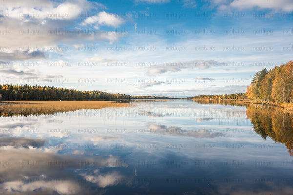 Autumn lake with tree reflections and reeds