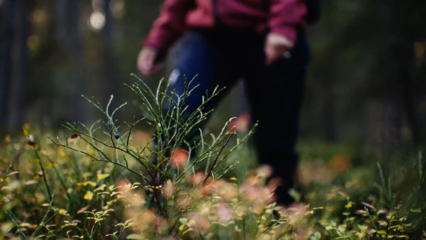 Woman picking berries in an autumn forest in Luleå