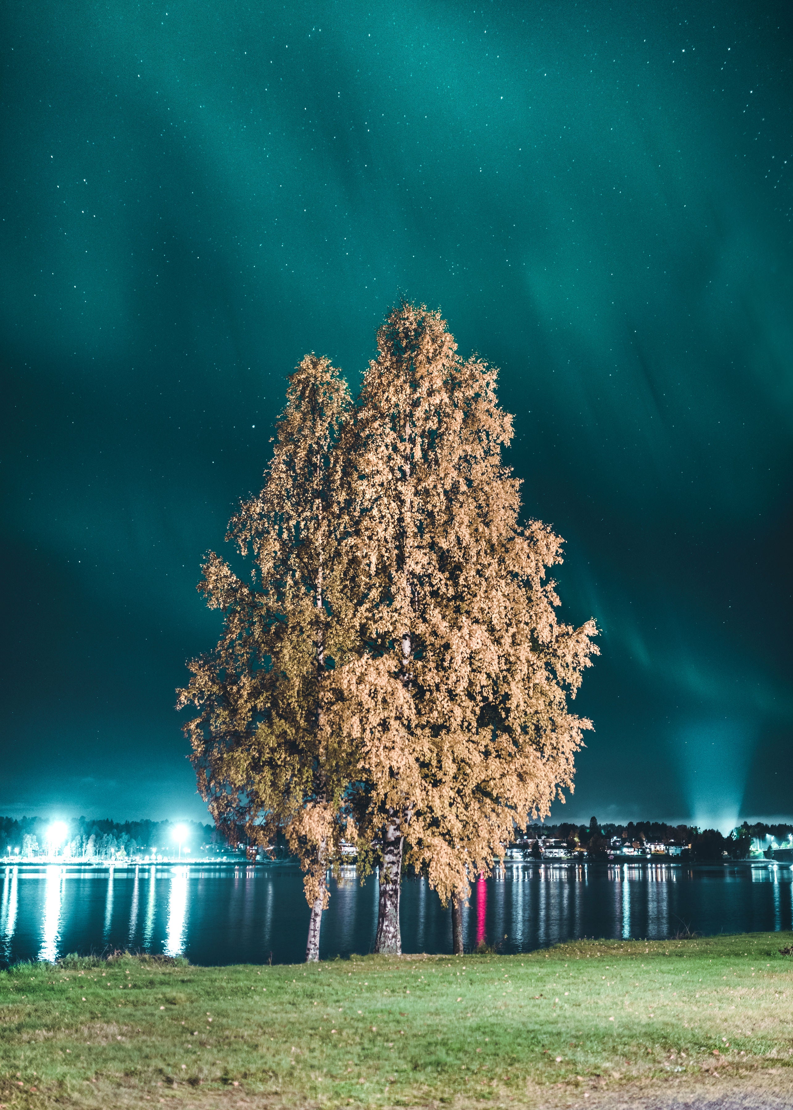Two birch trees by lake at night, autumn