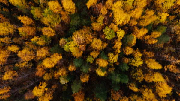 Aerial drone view of autumn forest in Luleå during golden hour