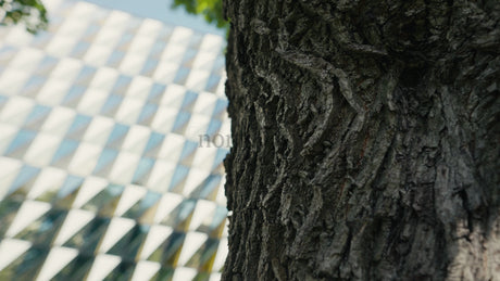 Modern Architecture Building with Triangular Glass Facade and Tree in Focus
