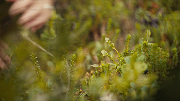 Picking lingonberries in the Luleå archipelago on a bright summer day