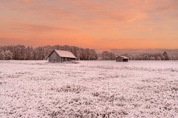 Snow-covered field with two barns at sunset