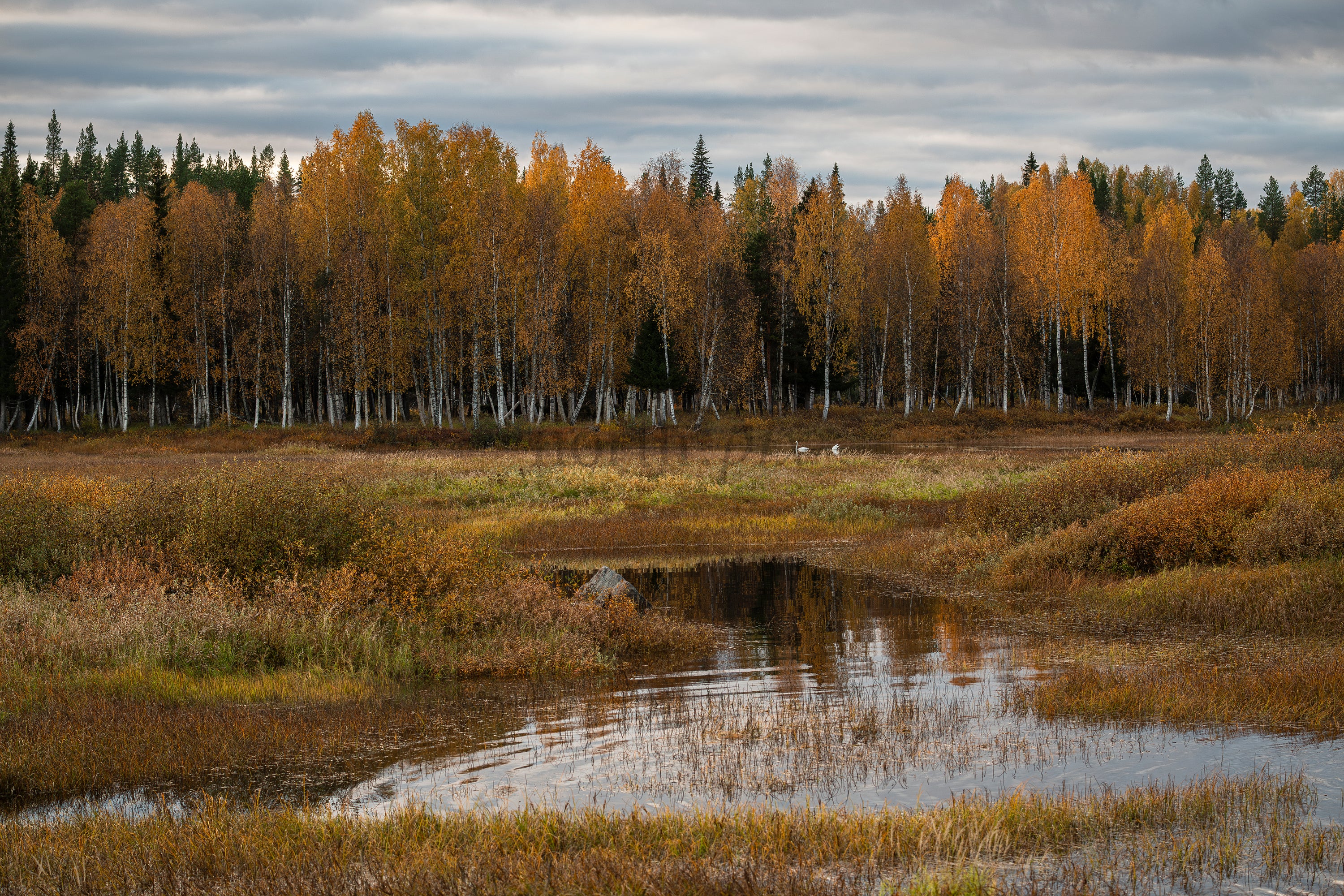 Autumn birch forest by a marsh with reflection