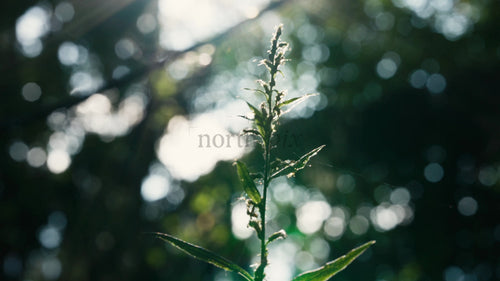 Makroskogsväxt med Bokeh och ljusläckor under sommaren