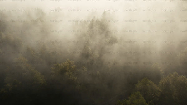 Misty forest in autumn: Aerial view during sunrise