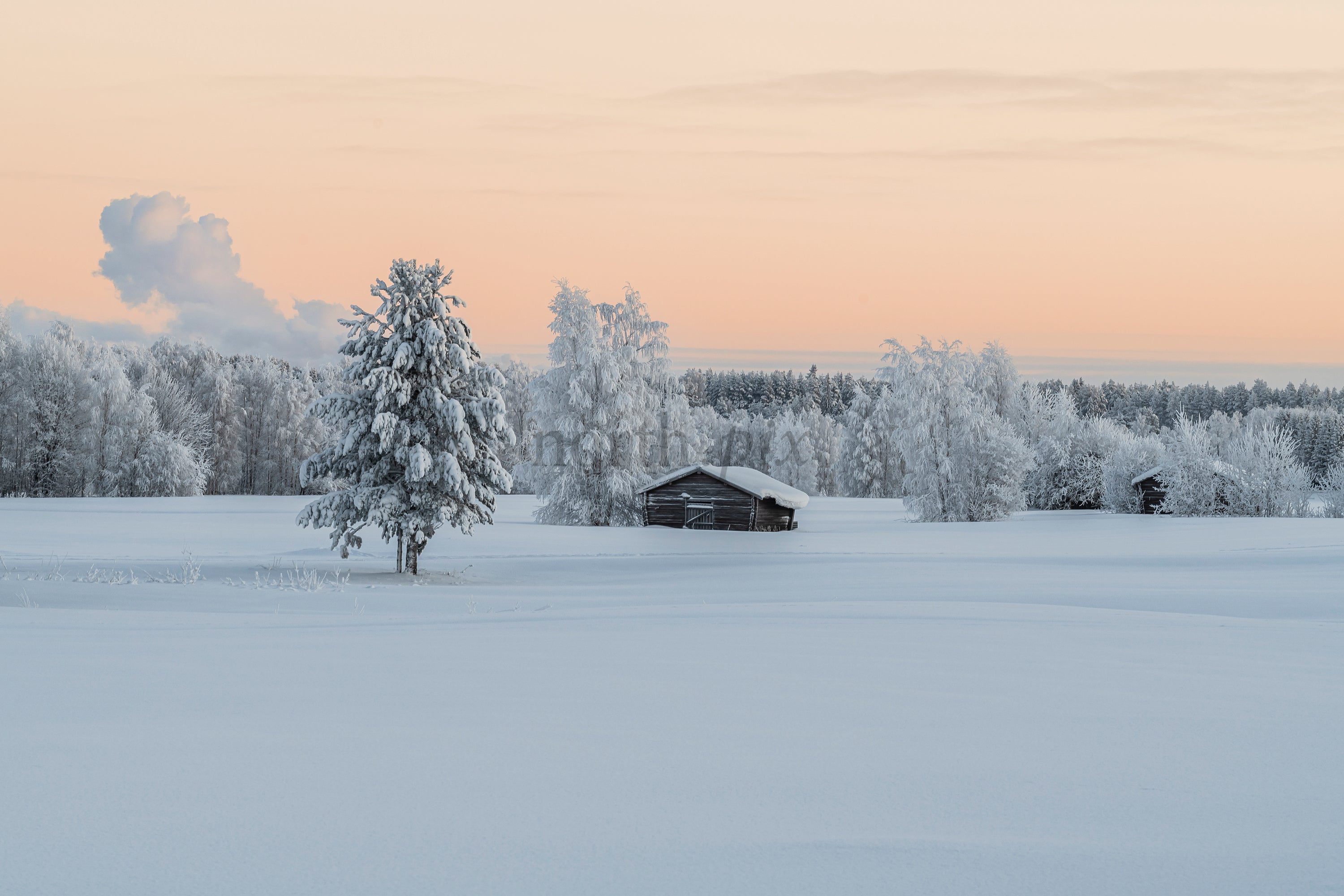 Snow-covered cabin and trees at sunrise in winter