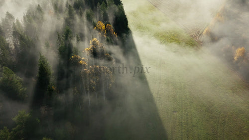 Flygfoto över dimmig höstskog och grönt fält i dimmig morgon