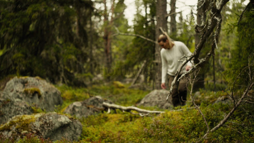 Kvinna plockar bär i en sommarskog i Luleå, Sverige