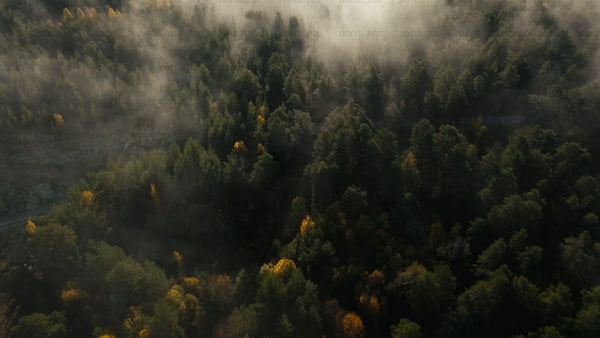 Misty autumn forest aerial view: Fog over trees and water