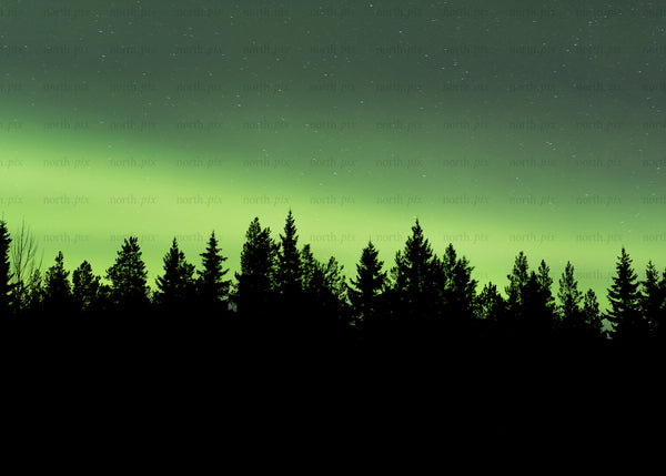 Northern lights over forest skyline, Luleå at night