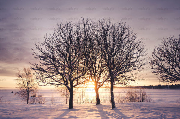 Three leafless trees on frozen lake at sunrise