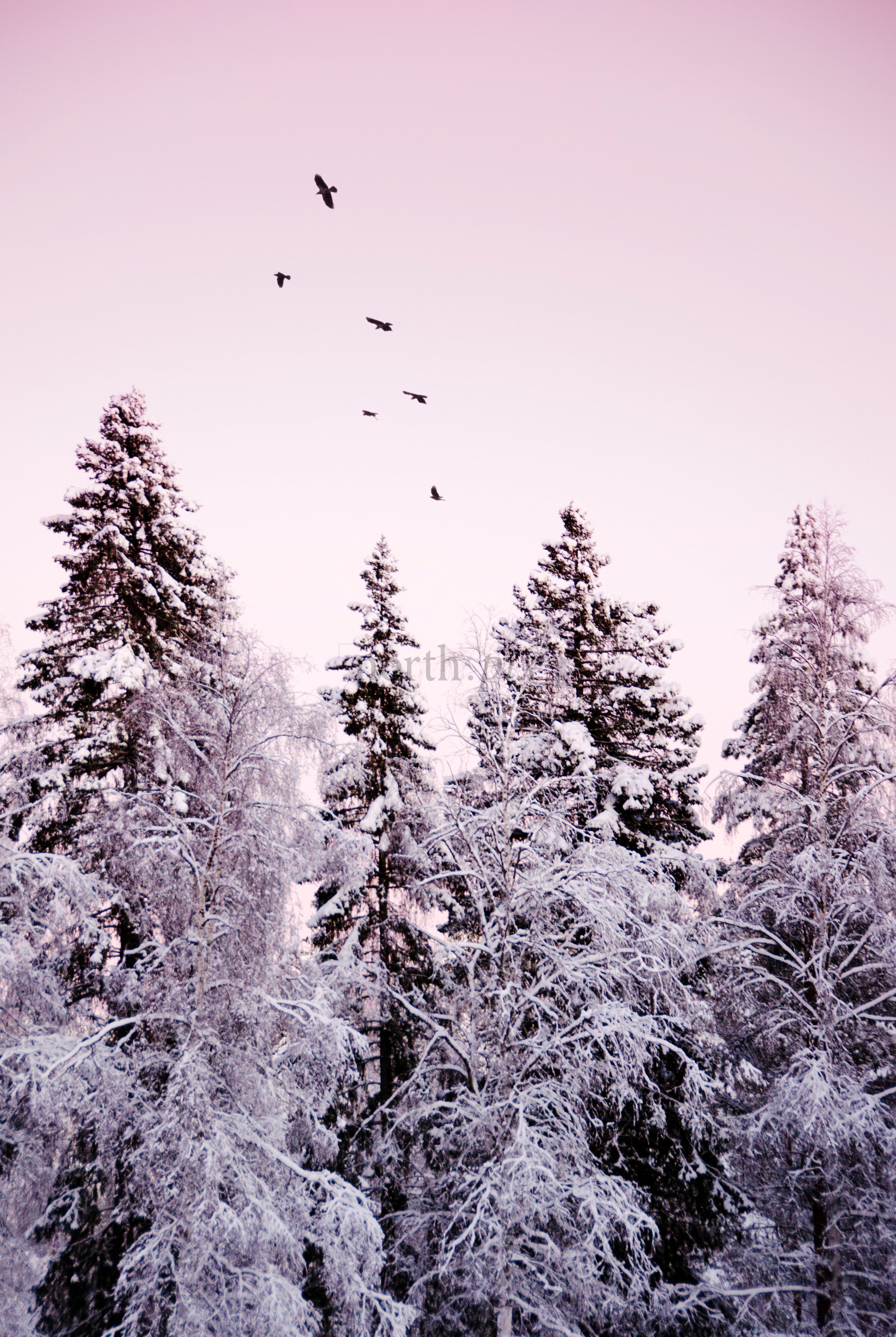 Snow-covered evergreen trees with birds in pink sky