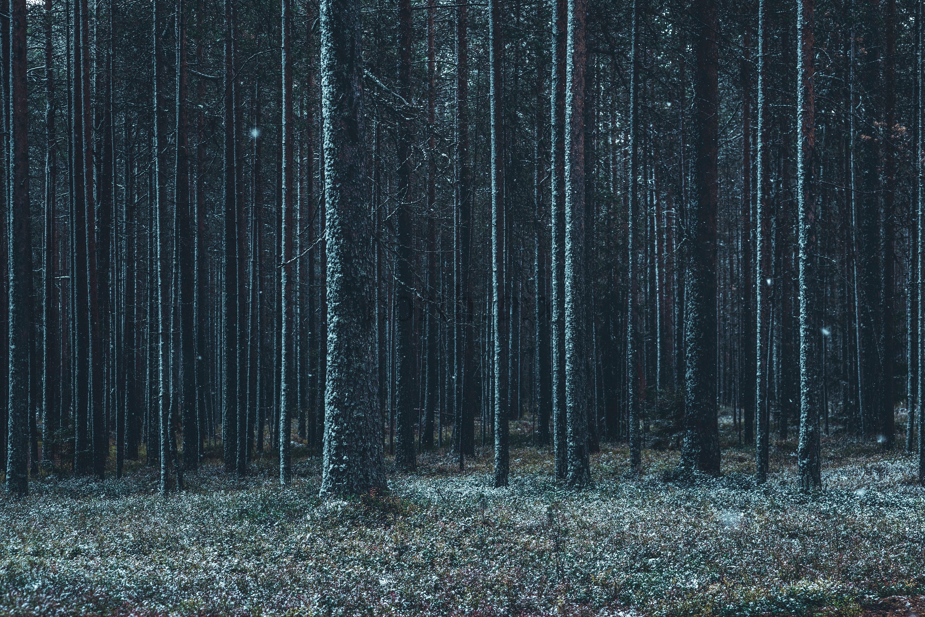 Snow-dusted pine forest with tall straight trees