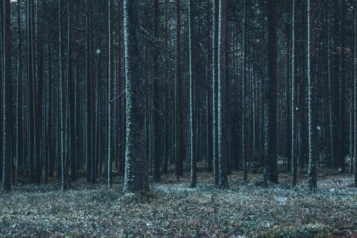Snöklädd tallskog med höga raka träd