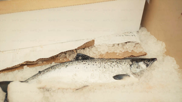 Fresh salmon on ice: Seafood delivery and culinary delights