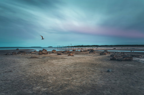 Mås flyger över stenig strand vid lågvatten
