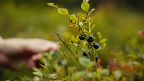 Picking Wild Blueberries in the Luleå Archipelago on a Bright Summer Day