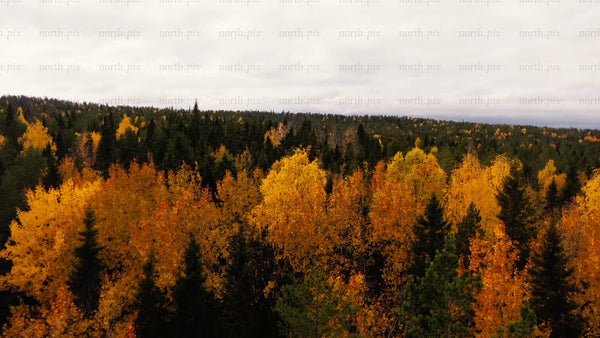 Aerial drone view: Autumn forest landscape in Luleå, Bälingeberget