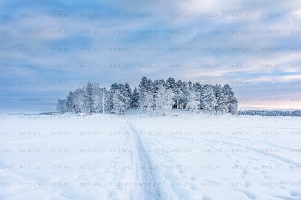 Snow-covered island with frost-covered trees and track