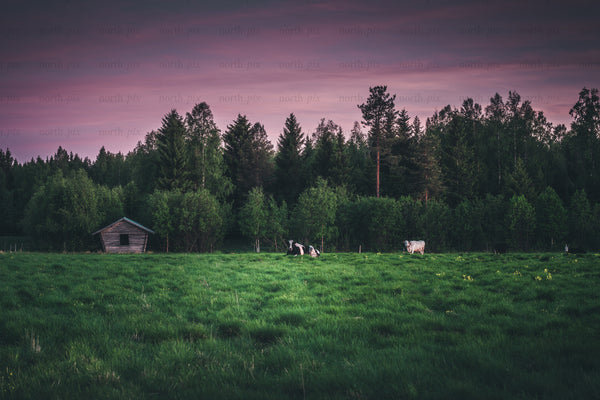 Cows grazing in a green pasture with shed at dusk