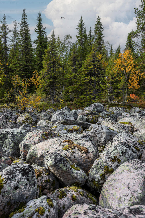Boulder field and conifer forest in autumn