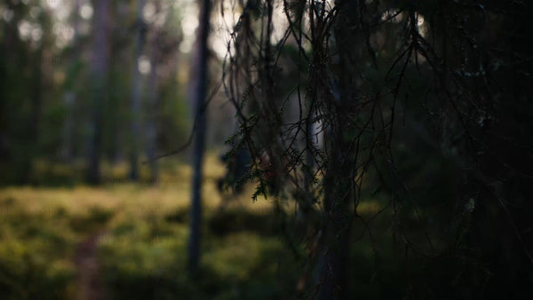 Autumn hike in Luleå: Two hikers explore a boreal forest