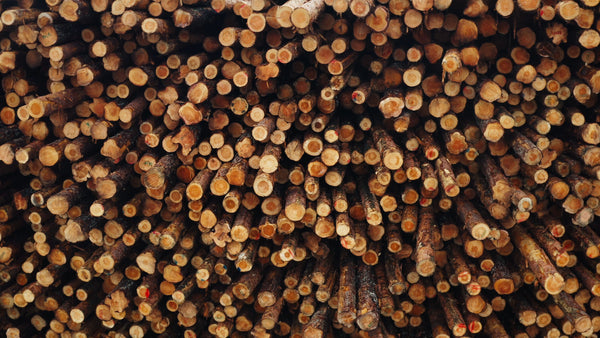 Close up of stacked cut tree logs in forestry industry setting