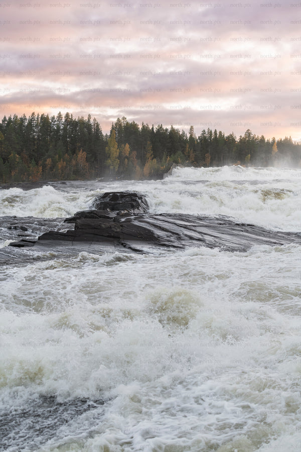 River rapids over rocks with autumn forest and pink sky