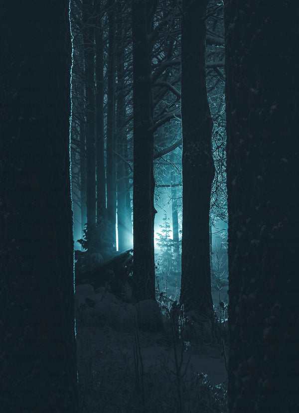 Pine trees silhouetted against blue backlight in snow