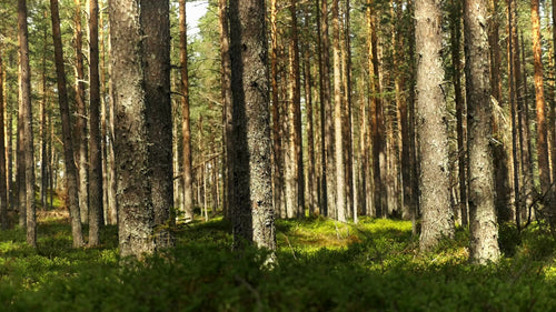 Fatbiking through a sunny forest in Luleå, during summer