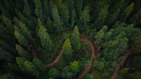 Downhill mountain biking: Aerial view of cyclist on winding forest trail