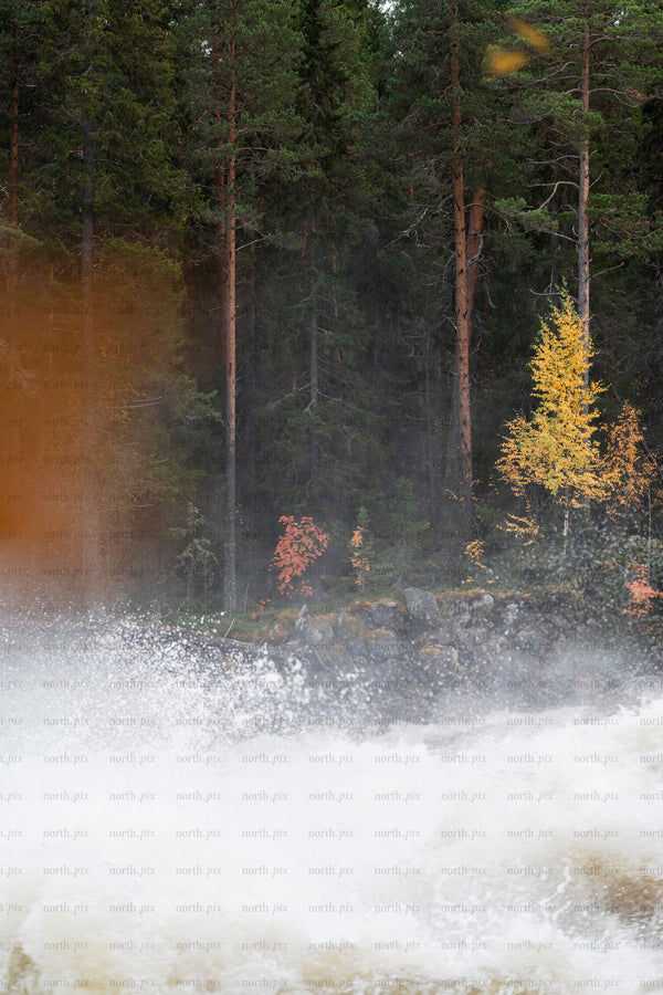 River rapids splashing against rocky autumn forest shore