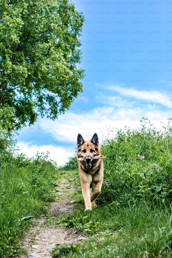 German shepherd running on grassy path in summer