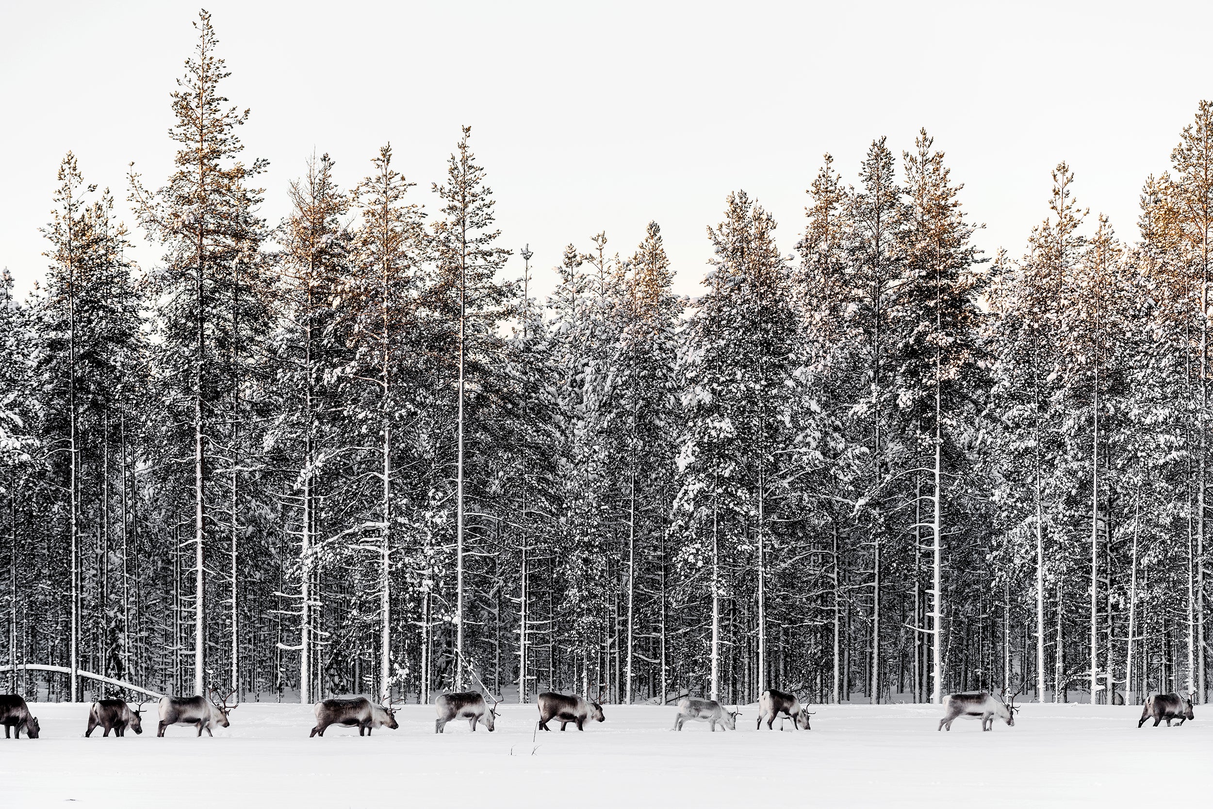 Reindeer grazing in snowy pine forest at daytime