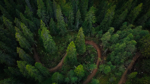 Downhill mountainbike: Flygfoto över cyklist på slingrande skogsstig