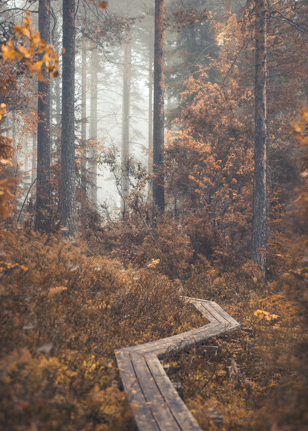 Wooden boardwalk winding through autumn forest in morning fog