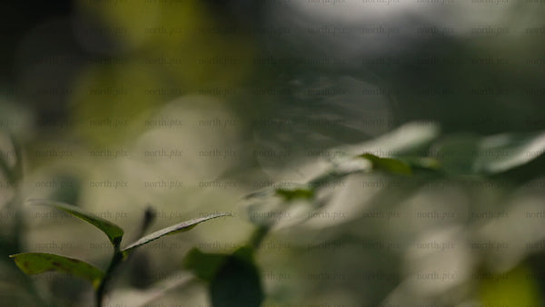 Forest macro: Leaves gently swaying in dappled sunlight