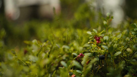 Picking Lingonberries in Luleå Archipelago Forest During Summer