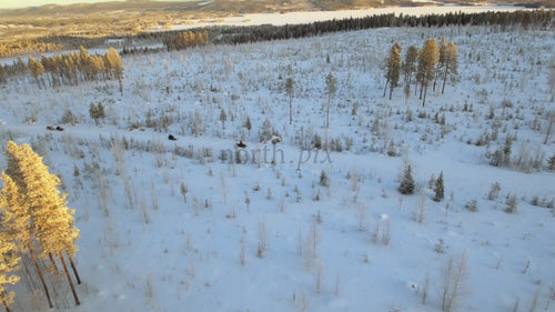 Snöskotrar som kör genom snöig skog vid solnedgången i Gunnarsbyn, Sverige