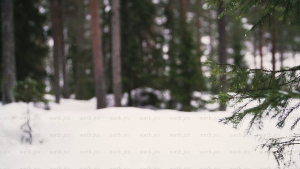 Fatbike riding through snowy forest in Luleå, winter day