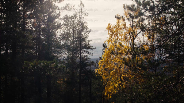 Autumn colors in Luleå: A sunny day view from Bälingeberget