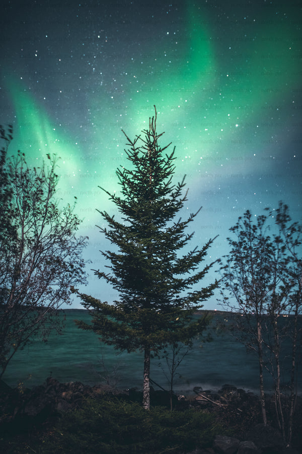 Evergreen tree beneath green Aurora over rocky shoreline