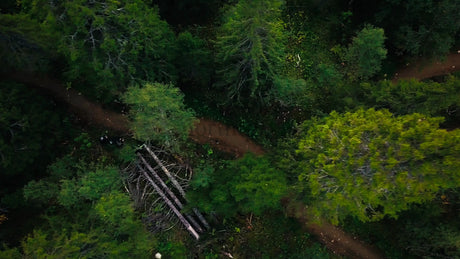 Mountain Biker Riding Downhill on a Forest Trail