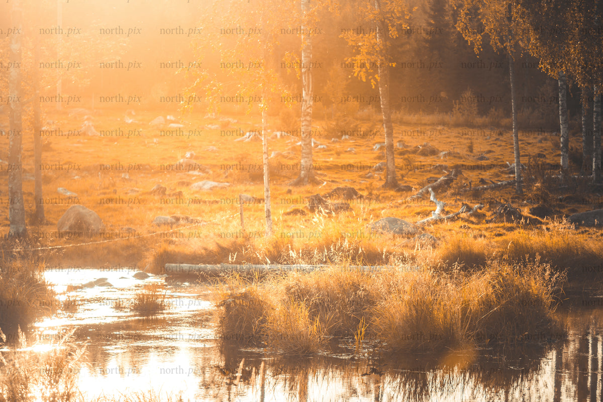 Meadow with birch trees and stream at sunrise, autumn