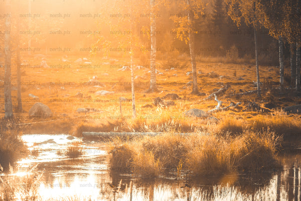 Meadow with birch trees and stream at sunrise, autumn