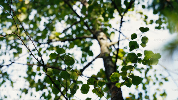Summer forest macro: Slow motion tracking shot through lush green leaves and pine needles